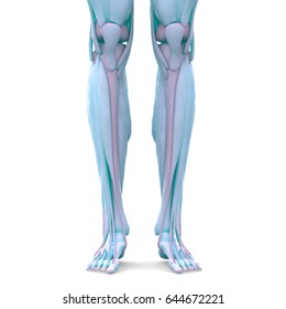 Human Leg Muscles Anatomy 3d Stock Illustration 644672221 