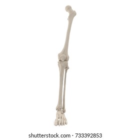 Human Legs Skeleton Bones On White Stock Illustration 733392853 ...