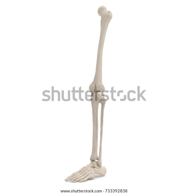 白い背景に人間の脚の骨 3dイラスト のイラスト素材