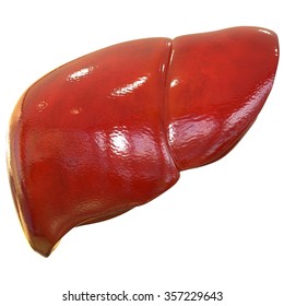 Human Liver