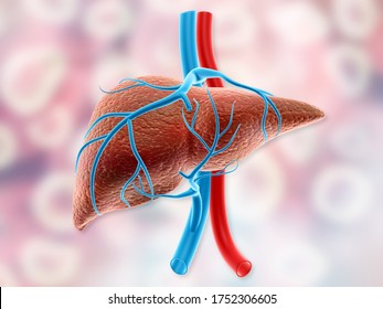 Human Liver Anatomy. 3d Illustration		