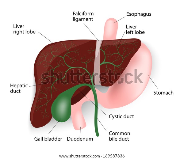 人間の肝臓解剖学 肝胆嚢食道胃十二指腸図 のイラスト素材