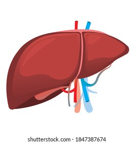 Human Liver Anatomy Inferior Vena Cava Stock Illustration 1847387674 ...