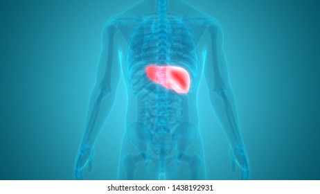 Human Organs Liver Anatomy 3d 스톡 일러스트 1442152304 | Shutterstock