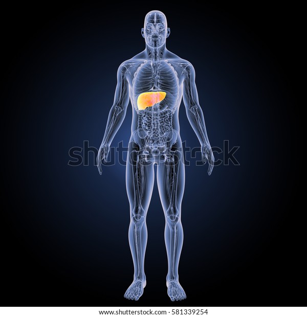 Human Liver Anterior View 3d Illustration Stock Illustration 581339254 