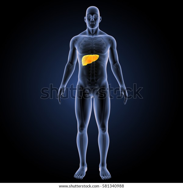 Human Liver Anterior View 3d Illustration Stock Illustration 581340988 ...