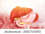 Human liver digestive system anatomy. 3d illustration