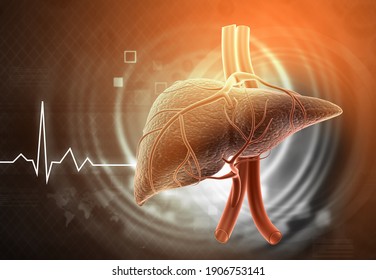 Human liver on medical background. 3d illustration	