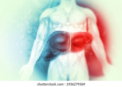 Human liver on scientific background.3d illustration
