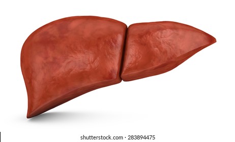 Human Liver On A White Background, 3d Render