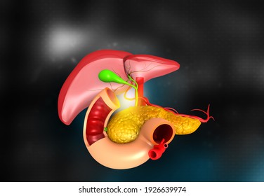 Human Liver And Pancreas. 3d Illustration	