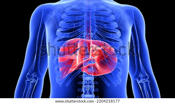 Human Liver Stomach Anatomy 3d Illustration Stock Illustration 