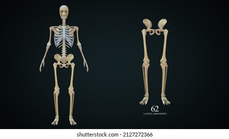 Human Lower Limb Bones Anatomy 3d Stock Illustration 2127272366