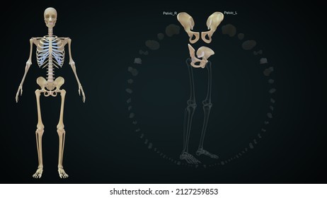 Human Lower Limb Bones Pelvic Anatomy Stock Illustration 2127259853