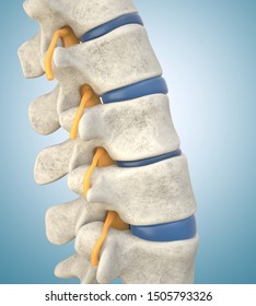 5,363 Intervertebral Discs Images, Stock Photos & Vectors | Shutterstock