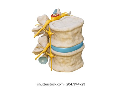 Human Lumbar Vertebrae With Spinal Cord And Nerve Isolated On White Background 3D Rendering Illustration. Blank Anatomical Chart. Anatomy, Medical And Healthcare, Science, Medicine Concepts.