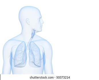 Human Lung