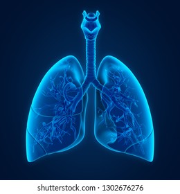 Human Lung Anatomy. 3D Rendering