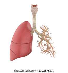 Human Lung Anatomy. 3D Rendering