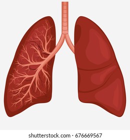 12,063 Lung anatomy images Images, Stock Photos & Vectors | Shutterstock