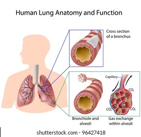 Human lung anatomy and function