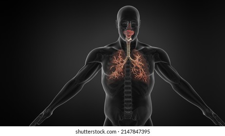 Human Lung Respiratory System With Trachea. 3d Illustration.