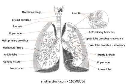 Human Lung Structure Stock Illustration 110508836 