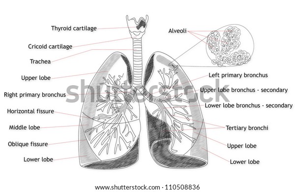 Human Lung Structure Stock Illustration 110508836