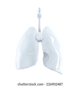 Human Lungs. 3d Render. Isolated Over White, Contains Clipping Path.