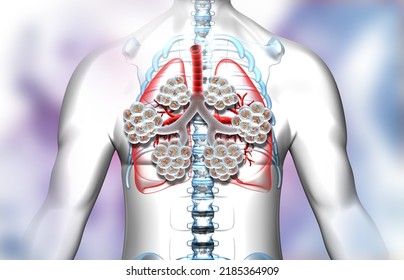 3,413 Alveoli 3d Images, Stock Photos & Vectors | Shutterstock