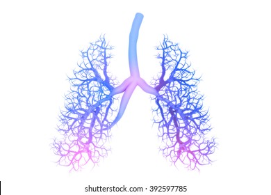 Human Lungs Anatomy