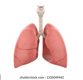 Human Lungs Anatomy Isolated. 3D Rendering