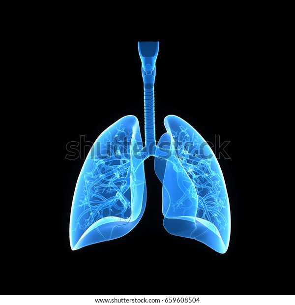 人間の肺の前面図3dイラスト のイラスト素材