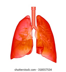 Human Lungs Bronchi Xray View Isolated Stock Illustration 318557534