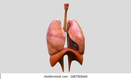 human lungs and diaphragm 3d illustration