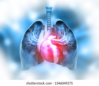 Human  Lungs And Heart On Abstract Medical Background. 3d Illustration	