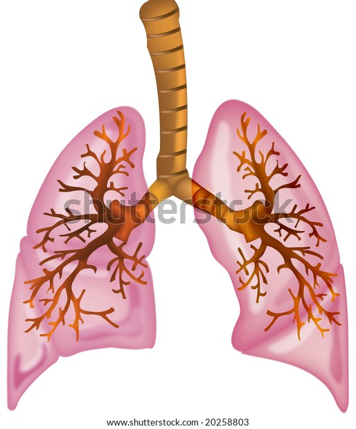 Human Lungs High Detailed Illustration Stock Illustration 20258803