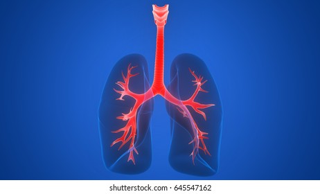 Human Lungs Inside Anatomy Larynx Trachea Stock Illustration 645547162 ...