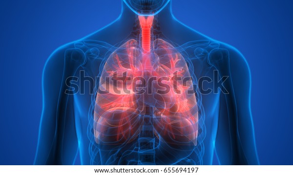 Human Lungs Inside Anatomy Larynx Trachea Stock Illustration 655694197 ...