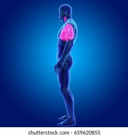 Human Lungs lateral view 3d illustration