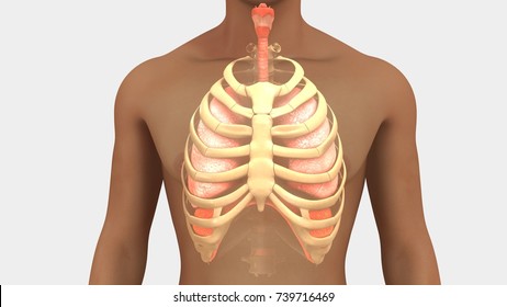 Human lungs with ribcage 3d illustration