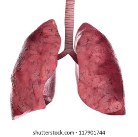 34,089 Lungs 3d Images, Stock Photos & Vectors | Shutterstock