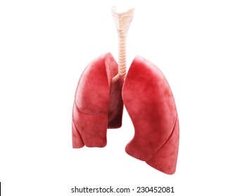 Human Lungs And Trachea. 3d Render