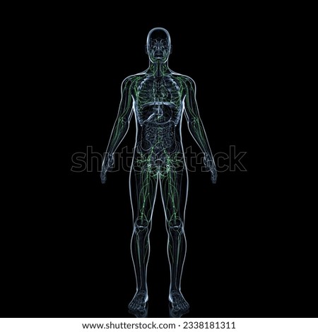 human lymph node spleen and body inner organs with blood vessels, nervous system, anatomy 3d illustration