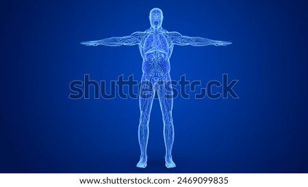 human lymph node spleen and body inner organs with blood vessels, nervous system, anatomy 3d illustration