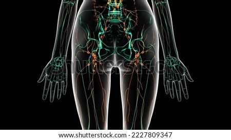 human lymph node system spleen anatomy.3d illustration