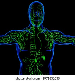 Human Lymph Nodes Anatomy For Medical Concept 3D Illustration