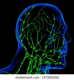 Human Lymph Nodes Anatomy For Medical Concept 3D Illustration