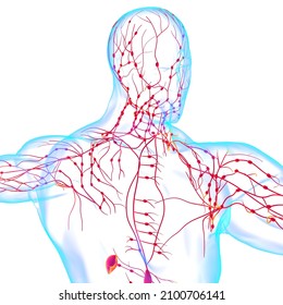 7,624 Lymph Node Images, Stock Photos & Vectors | Shutterstock