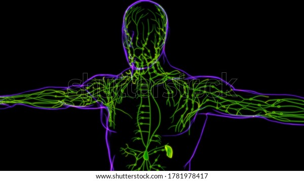 Human Lymph Nodes Anatomy Medical Concept Stock Illustration 1781978417 ...